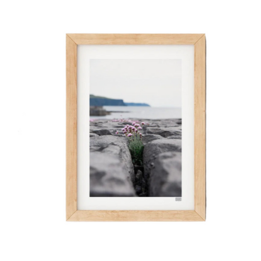 FRAMED 'SEA PINKS' WILD FLOWERS PHOTOGRAPH
