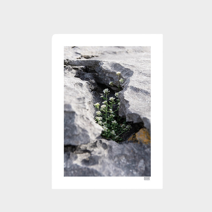 FRAMED 'PROTECTED' WILD FLOWERS PHOTOGRAPH