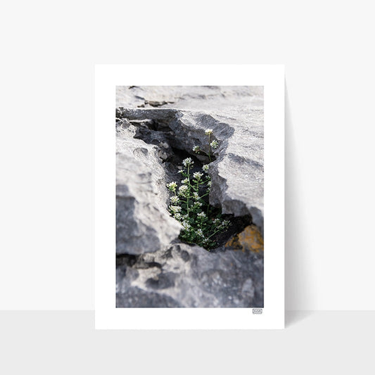 FRAMED 'PROTECTED' WILD FLOWERS PHOTOGRAPH