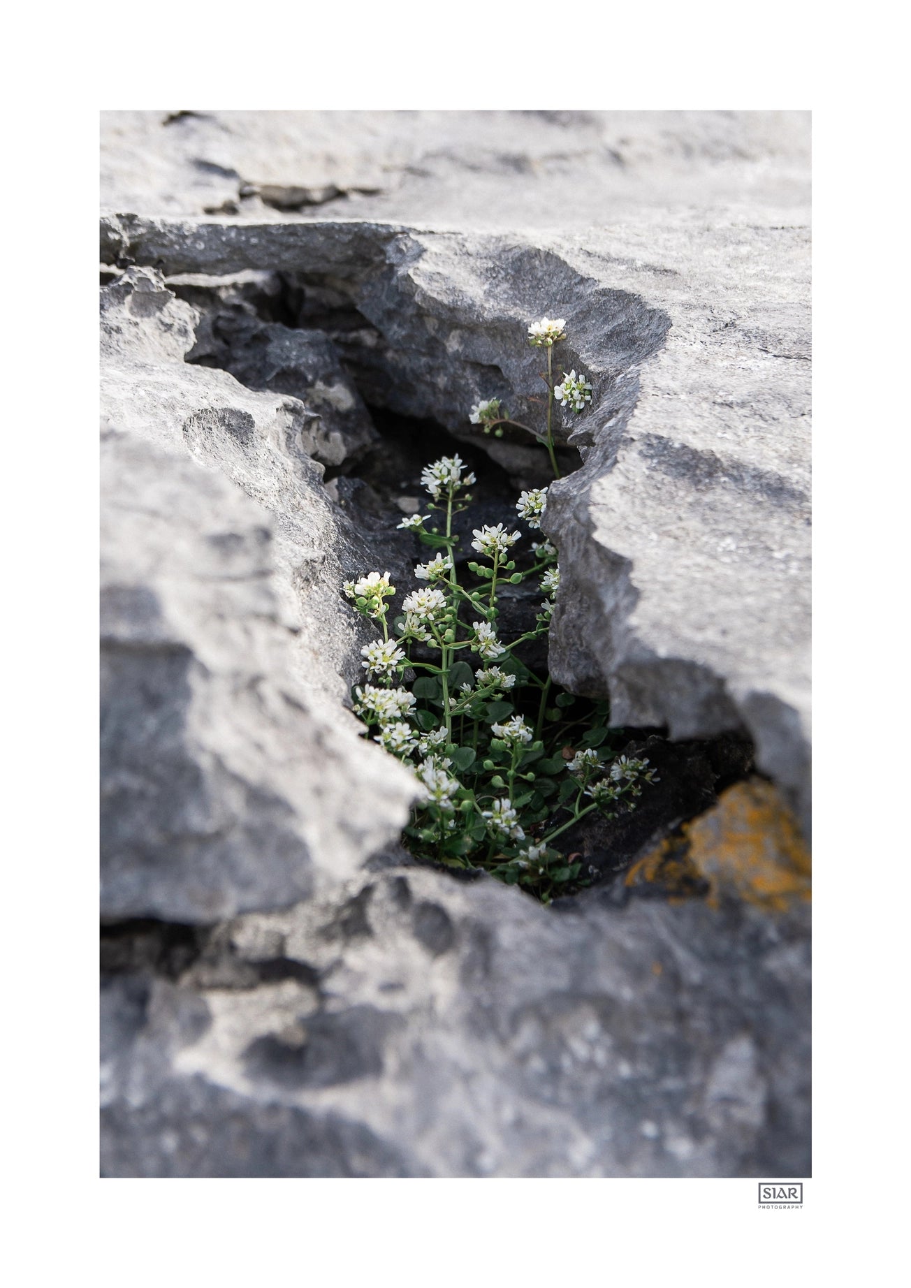 FRAMED 'PROTECTED' WILD FLOWERS PHOTOGRAPH