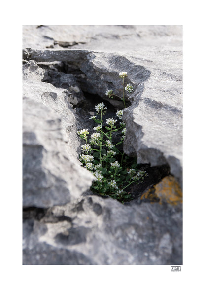FRAMED 'PROTECTED' WILD FLOWERS PHOTOGRAPH