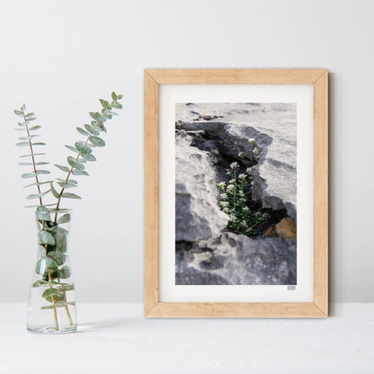 FRAMED 'PROTECTED' WILD FLOWERS PHOTOGRAPH