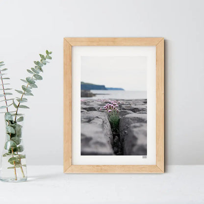 FRAMED 'SEA PINKS' WILD FLOWERS PHOTOGRAPH